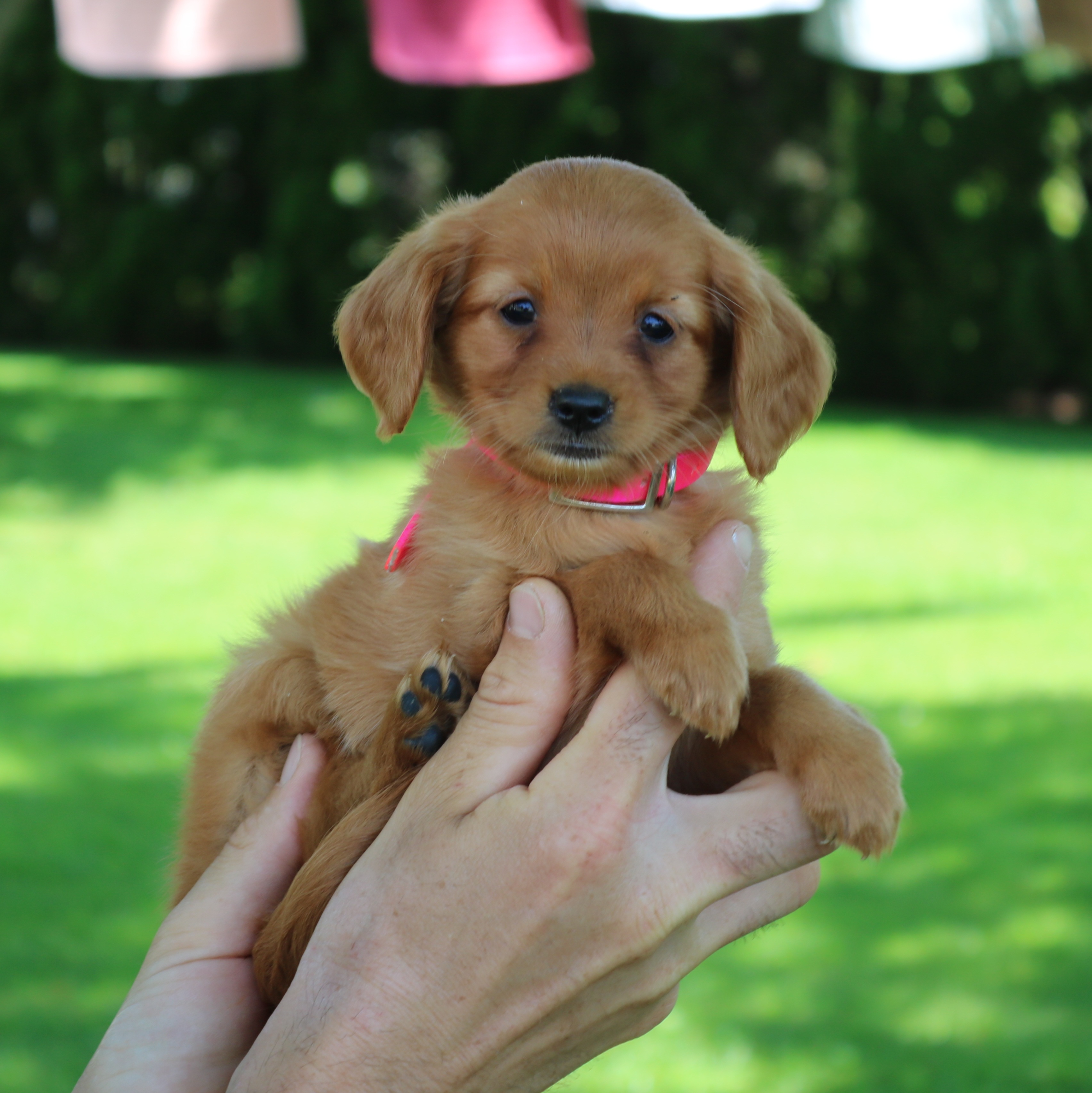 puppy, for, sale, Mini Golden Retriever, Ivan J. Stoltzfus, dog, breeder, Gordonville, PA, dog-breeder, puppy-for-sale, forsale, nearby, find, puppyfind, locator, puppylocator, aca